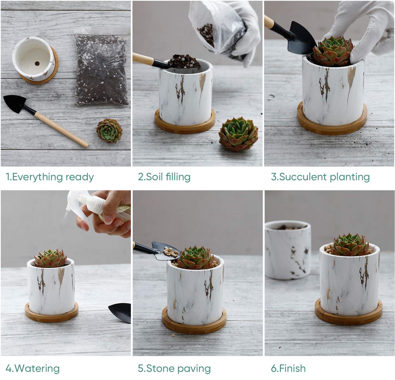 3 inch succulent plants Greenaholics Succulent Plant Pots